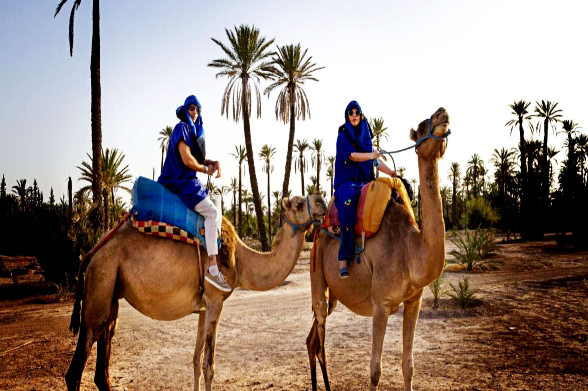 Camel Ride Trip in the Palm Groves